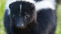 Skunk Removal