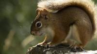 Squirrel Removal and Exclusion