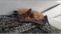 Bat Removal and Exclusion