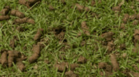 Aeration & Overseeding