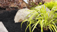 Landscape Bed Weed Control