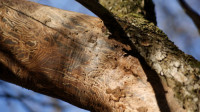 Disease & Pest Management