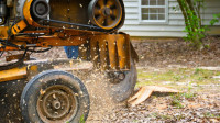 Stump Removal