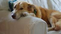 Upholstery & Furniture Cleaning