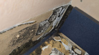Mold Removal