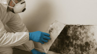Mold Remediation