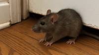 Rodent Control