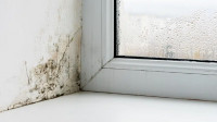 Mold Remediation