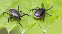 Tick Control
