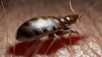 Bed Bug Control