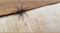 Spider Control