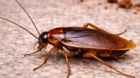 Cockroach Control