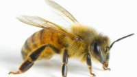 Wasp Control