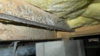 Crawl Space Mold Remediation in Gallatin