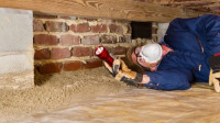 Termite Inspection