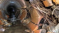 Root Intrusion Removal