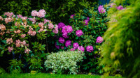 Tree & Shrub Fertilization