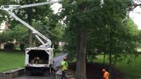Tree Removal