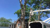 Tree Trimming & Pruning