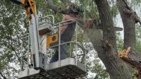 Tree Services in Elk River, MN