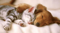Pet Odor Removal