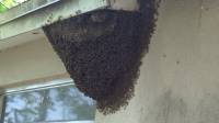 Bee Removal