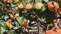 Trim Your Fruit Tree for Larger Juicier Fruit!