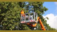 Tree Company