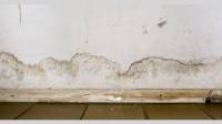 Mold Services