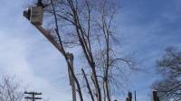 Arborist