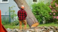 Tree Removal