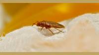 Bed Bug Control