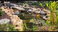 Koi Pond