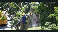 Emergency Tree Removal