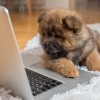 Avalanche Carpet Cleaning