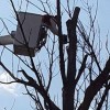 Affordable Tree Service - Tree M.D.